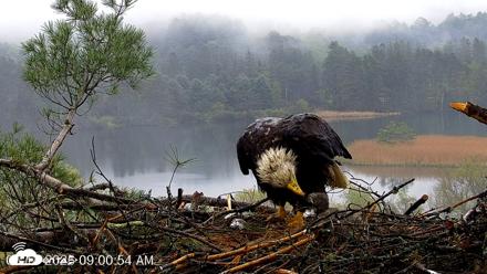 VINS Bald Eagles Nest Live Cams - May 14, 2026, 9:02am EDT