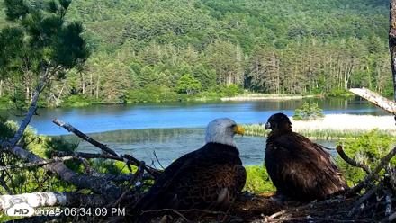 VINS Bald Eagles Nest Live Cams - Jun 17, 2026, 6:35pm EDT