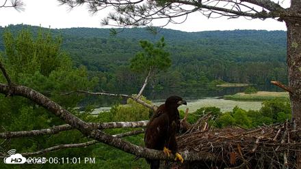 VINS Bald Eagles Nest Live Cams - Jul 13, 2026, 6:11pm EDT