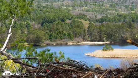VINS Bald Eagles Nest Live Cams - Apr 28, 2026, 2:12pm EDT