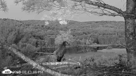 VINS Bald Eagles Nest Live Cams - Jul 20, 2026, 8:45pm EDT