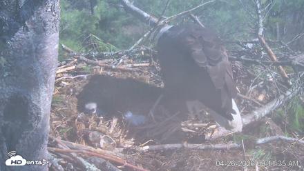 VINS Bald Eagles Nest Live Cams - Apr 26, 2026, 9:12am EDT