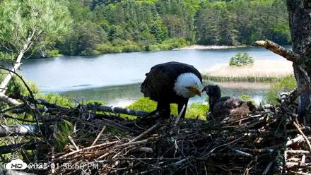 VINS Bald Eagles Nest Live Cams - May 26, 2026, 1:57pm EDT