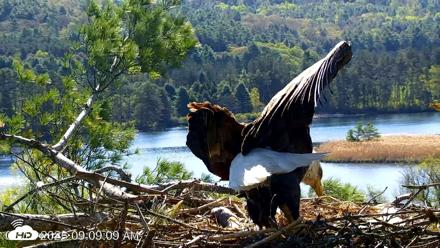 VINS Bald Eagles Nest Live Cams - May 12, 2026, 9:10am EDT