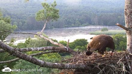 VINS Bald Eagles Nest Live Cams - Jul 25, 2026, 5:24am EDT