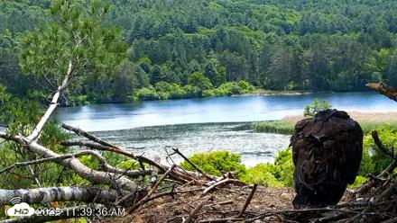 VINS Bald Eagles Nest Live Cams - Jun 16, 2026, 11:40am EDT