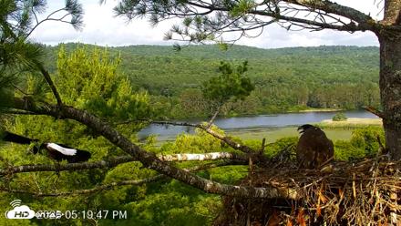 VINS Bald Eagles Nest Live Cams - Jul 10, 2026, 5:20pm EDT