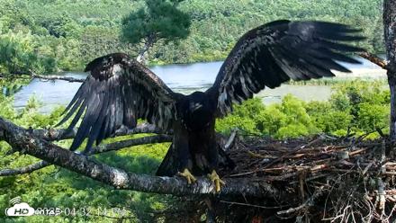 VINS Bald Eagles Nest Live Cams - Jul 22, 2026, 4:33pm EDT