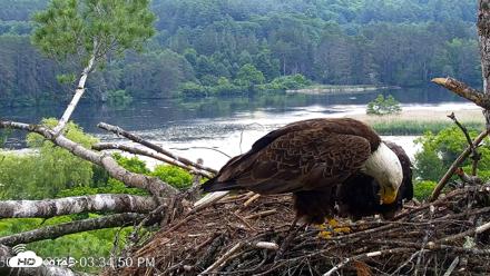 VINS Bald Eagles Nest Live Cams - Jun 26, 2026, 3:35pm EDT