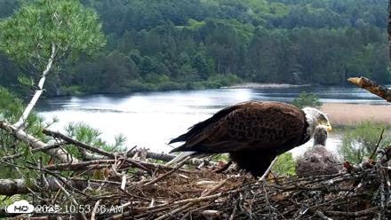 VINS Bald Eagles Nest Live Cams - May 20, 2026, 10:54am EDT