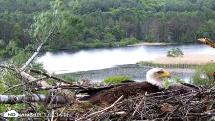 VINS Bald Eagles Nest Live Cams - May 28, 2026, 8:18pm EDT