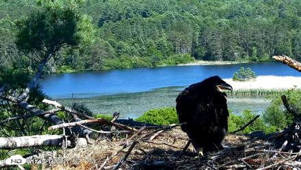 VINS Bald Eagles Nest Live Cams - Jun 9, 2026, 3:52pm EDT