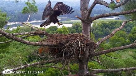 VINS Bald Eagles Nest Live Cams - Jul 28, 2026, 5:11pm EDT