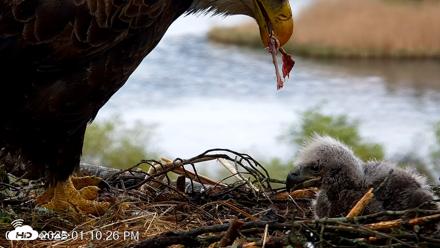VINS Bald Eagles Nest Live Cams - May 13, 2026, 1:11pm EDT