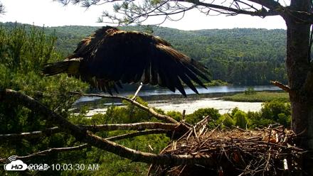 VINS Bald Eagles Nest Live Cams - Jul 17, 2026, 10:04am EDT