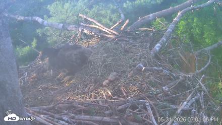 VINS Bald Eagles Nest Live Cams - May 31, 2026, 7:01pm EDT