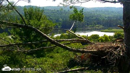 VINS Bald Eagles Nest Live Cams - Jul 25, 2026, 10:03am EDT
