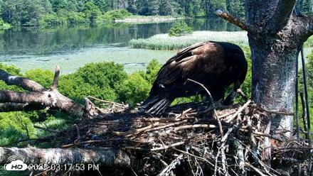 VINS Bald Eagles Nest Live Cams - Jul 24, 2026, 3:19pm EDT