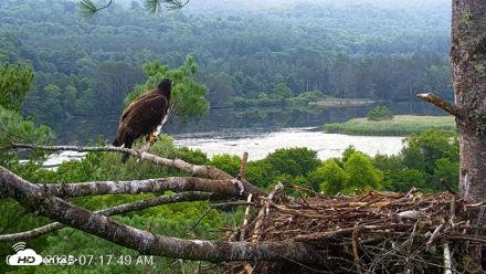 VINS Bald Eagles Nest Live Cams - Jul 22, 2026, 7:18am EDT