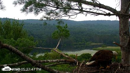VINS Bald Eagles Nest Live Cams - Jul 21, 2026, 5:28pm EDT
