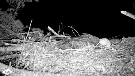 VINS Bald Eagles Nest Live Cams - Apr 24, 2026, 1:12am EDT
