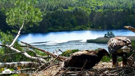 VINS Bald Eagles Nest Live Cams - Jun 16, 2026, 10:23am EDT
