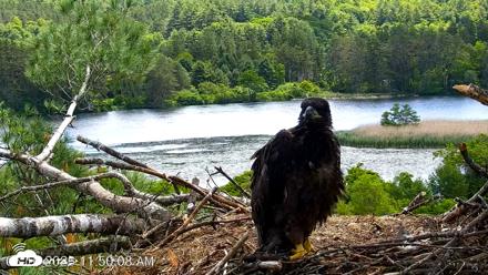 VINS Bald Eagles Nest Live Cams - Jun 16, 2026, 11:50am EDT