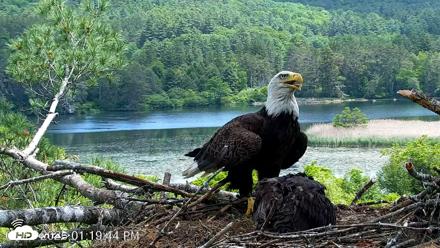 VINS Bald Eagles Nest Live Cams - Jun 11, 2026, 1:20pm EDT