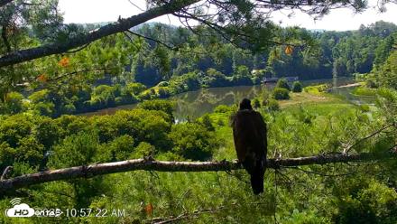 VINS Bald Eagles Nest Live Cams - Jul 25, 2026, 10:58am EDT
