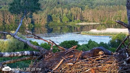 VINS Bald Eagles Nest Live Cams - Jun 24, 2026, 7:56pm EDT