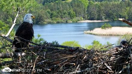 VINS Bald Eagles Nest Live Cams - May 18, 2026, 2:22pm EDT