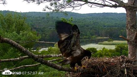 VINS Bald Eagles Nest Live Cams - Jul 18, 2026, 7:58am EDT