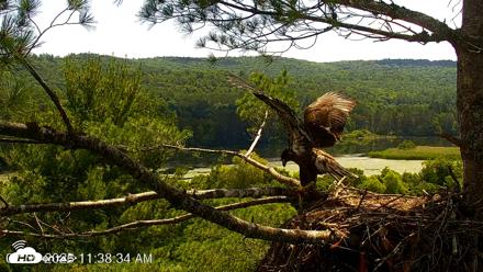 VINS Bald Eagles Nest Live Cams - Jul 9, 2026, 11:39am EDT