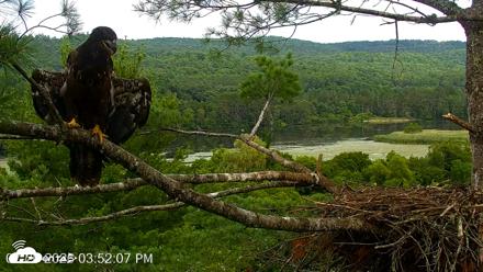 VINS Bald Eagles Nest Live Cams - Jul 26, 2026, 3:53pm EDT