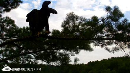 VINS Bald Eagles Nest Live Cams - Jul 27, 2026, 6:17pm EDT