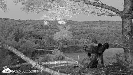 VINS Bald Eagles Nest Live Cams - Jul 20, 2026, 8:46pm EDT