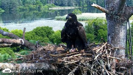VINS Bald Eagles Nest Live Cams - Jul 24, 2026, 3:09pm EDT