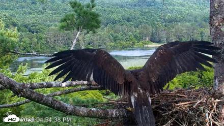 VINS Bald Eagles Nest Live Cams - Jul 26, 2026, 4:57pm EDT