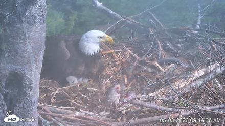 VINS Bald Eagles Nest Live Cams - May 3, 2026, 9:20am EDT