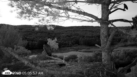 VINS Bald Eagles Nest Live Cams - Jul 23, 2026, 5:06am EDT
