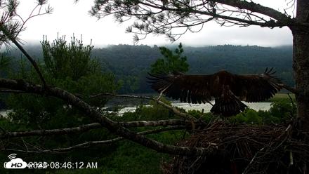 VINS Bald Eagles Nest Live Cams - Jul 8, 2026, 8:47am EDT