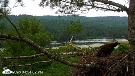 VINS Bald Eagles Nest Live Cams - Jul 7, 2026, 4:54pm EDT