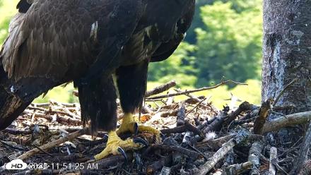 VINS Bald Eagles Nest Live Cams - Aug 7, 2026, 11:52am EDT