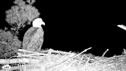 VINS Bald Eagles Nest Live Cams - Jun 2, 2026, 2:19am EDT