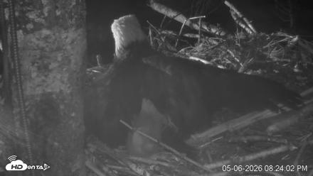 VINS Bald Eagles Nest Live Cams - May 6, 2026, 8:24pm EDT