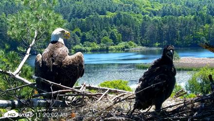 VINS Bald Eagles Nest Live Cams - Jun 3, 2026, 11:20am EDT