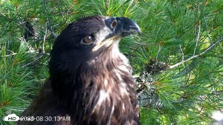 VINS Bald Eagles Nest Live Cams - Jul 26, 2026, 8:31am EDT