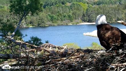 VINS Bald Eagles Nest Live Cams - May 12, 2026, 3:59pm EDT