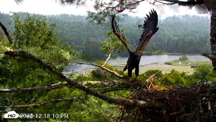 VINS Bald Eagles Nest Live Cams - Jul 16, 2026, 12:19pm EDT