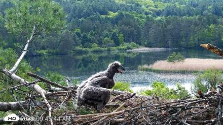 VINS Bald Eagles Nest Live Cams - May 23, 2026, 9:46am EDT